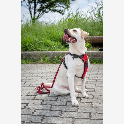 吉田佳央が撮影した「:albumName」の写真