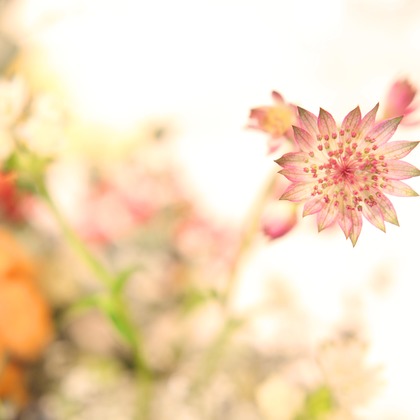 Wedding, Bridal Photos taken by ecoo