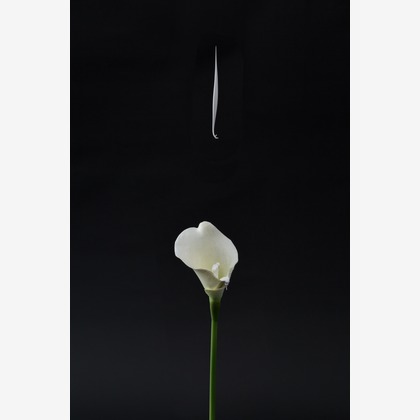 デグチマミが撮影した「:albumName」の写真