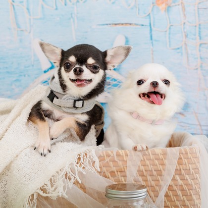 世登理恵が撮影したウェディングや家族、ビジネスの写真