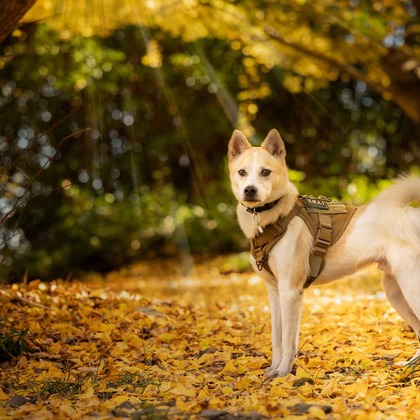 梅田　紫邑が撮影したその他の写真