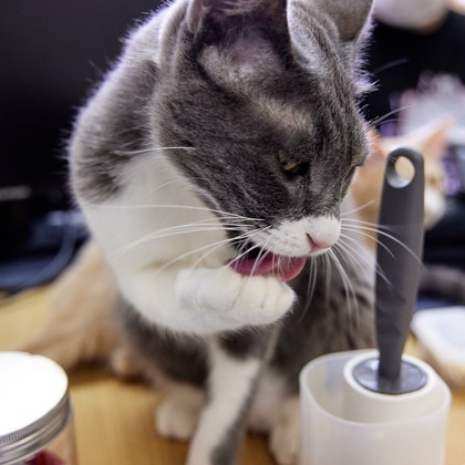 有限会社エルフラットが撮影したイベント/スナップ撮影の写真