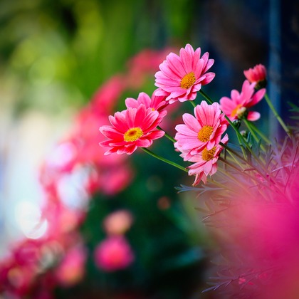 今井広樹/スタジオプランタン/日本写真家協会 会員が撮影した「:albumName」の写真