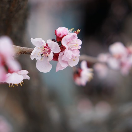 出張撮影のメモリーズが撮影した「:albumName」の写真