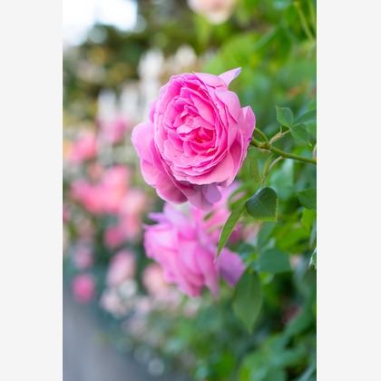 オフィス 芦野が撮影したウェディングや家族、ビジネスの写真