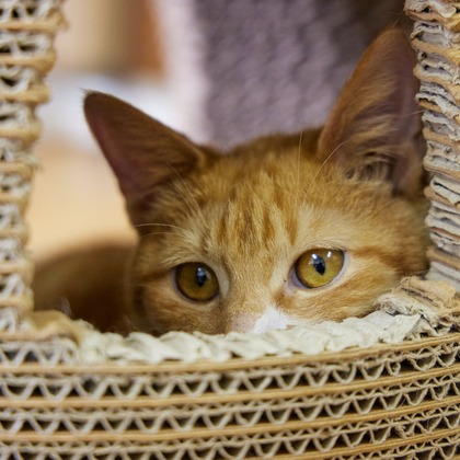 有限会社エルフラットが撮影したイベント/スナップ撮影の写真