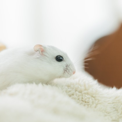 玉城　肇が出張撮影したムロイド, ハムスター, 齧歯類などが写った「ペット撮影」の家族写真