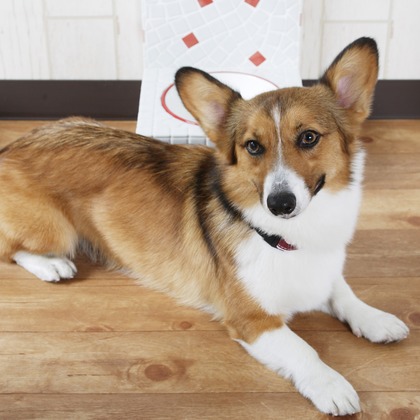 森安　照が撮影した「:albumName」の写真