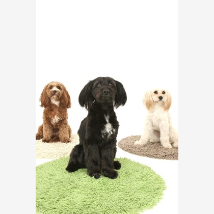 Hiroが撮影した「ペット撮影」の写真