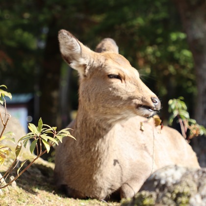 えむあんりみてっどが撮影した「:albumName」の写真
