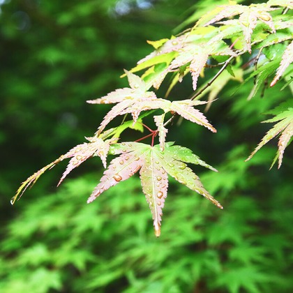 COAフォトが撮影したその他の写真