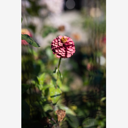 内山慎也が撮影した「:albumName」の写真