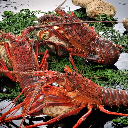 ワンツーBフォトが撮影した「:albumName」の写真