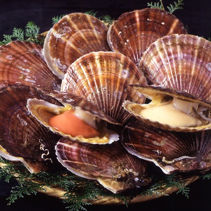 写真事務所ポートフォリオが撮影した「:albumName」の写真