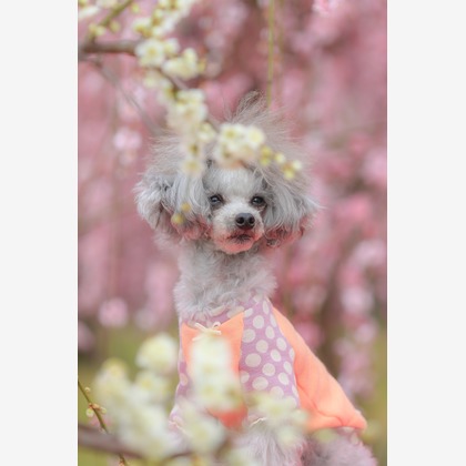 高橋 透（Coo&Sea STUDIO代表）が撮影した「:albumName」の写真