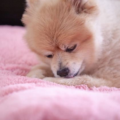 レオン・スナップサービスが撮影したその他の写真