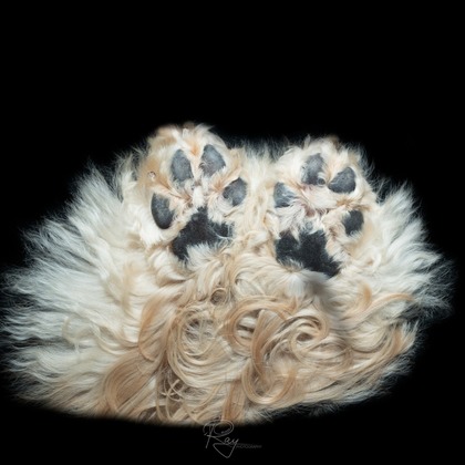 Ray Yamaguchiが撮影した「:albumName」の写真