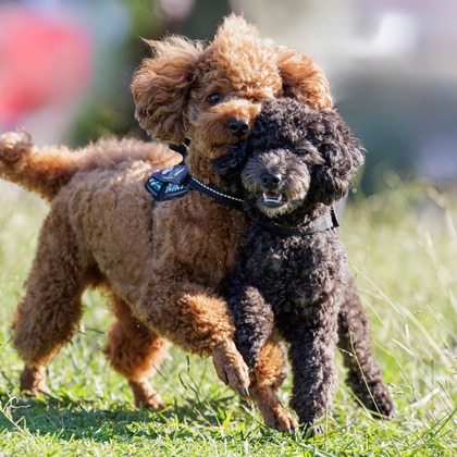 内田　雄一が撮影した「DOGイベントでの撮影」の写真