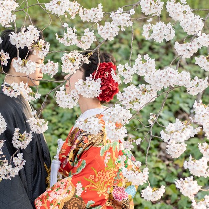 Photo of Kyoto　Prewedding photo with cherryblossom taken by saruco(Hisashi Iwasaki)