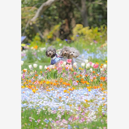 高橋 透（Coo&Sea STUDIO代表）が出張撮影した「大花壇de撮影会／春＠横浜」の家族写真