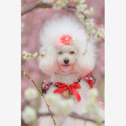 高橋 透（Coo&Sea STUDIO代表）が撮影した「:albumName」の写真