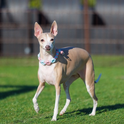 T.Matsumuraが撮影したイベント/スナップ撮影の写真