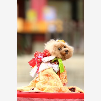 Photographer  Tomoが撮影したエンゲージメントフォトの写真