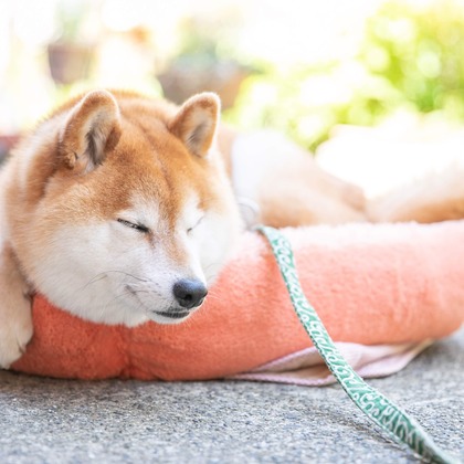 インスタントソイ合同会社　井上泰徳が撮影したウェディングや家族、ビジネスの写真