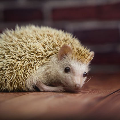 出張撮影くろめっとが撮影した「:albumName」の写真