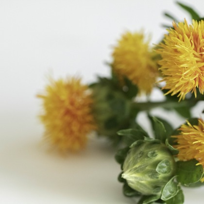 ミヤタカズコが撮影した「:albumName」の写真