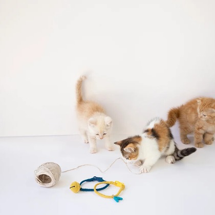 白井由香里写真事務所が撮影した「:albumName」の写真