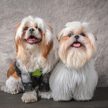 福田博之が撮影した「ペット撮影」の写真