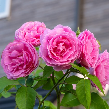 オフィス 芦野が撮影したウェディングや家族、ビジネスの写真