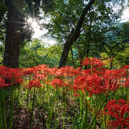Shintaro Tsushimaが撮影した店舗/オフィス/サロン撮影の写真