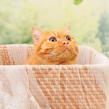 世登理恵が撮影したウェディングや家族、ビジネスの写真