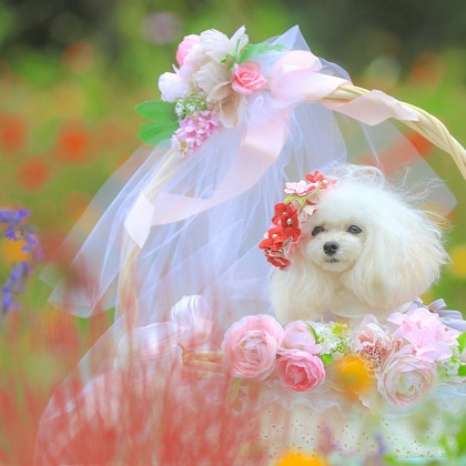 高橋 透（Coo&Sea STUDIO代表）が出張撮影した「大花壇de撮影会／秋＠横浜」の家族写真