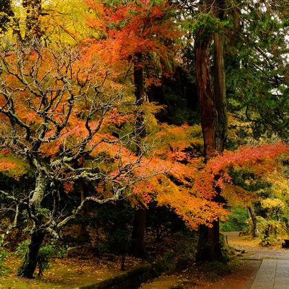 KotobukiPhotosが撮影した「:albumName」の写真