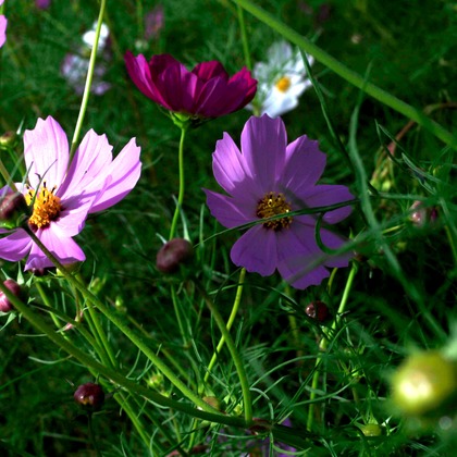 写真屋gonree　阿波根里恵が撮影した旅行先の記念撮影の写真