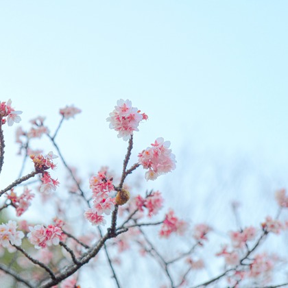 KotobukiPhotosが撮影した「:albumName」の写真