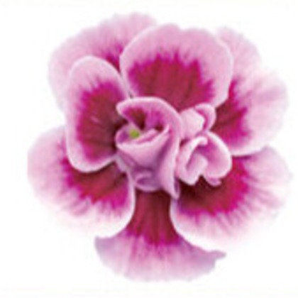 有限会社　澤田スタジオが撮影した「:albumName」の写真