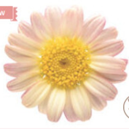 有限会社　澤田スタジオが撮影した「:albumName」の写真