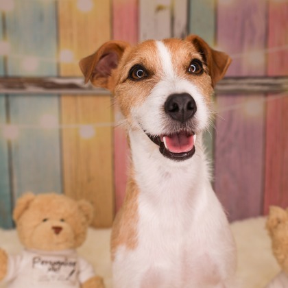 WithshopJapanが撮影した「ペット撮影」の写真