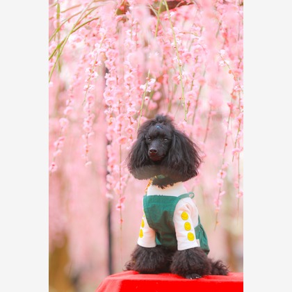 高橋 透（Coo&Sea STUDIO代表）が撮影した「:albumName」の写真