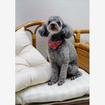 Efu's photographyが撮影した「:albumName」の写真