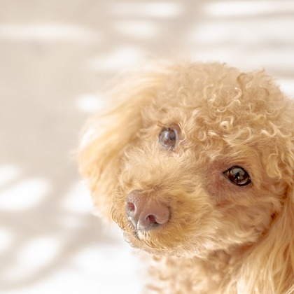 高木勇斗が撮影したイベント/スナップ撮影の写真