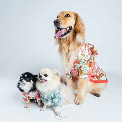 Ray Yamaguchiが撮影した「:albumName」の写真