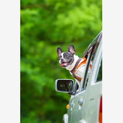 伊東武志が撮影したその他/商品/物撮りの写真