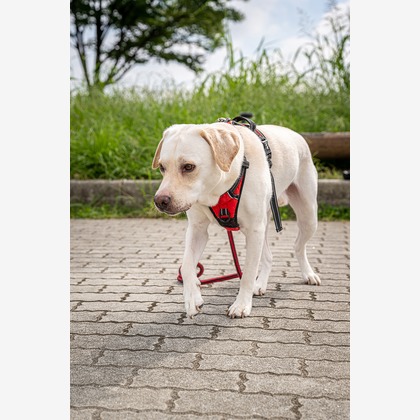 吉田佳央が撮影した「:albumName」の写真