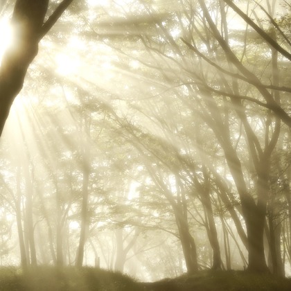 岡田　哲昇が撮影した「:albumName」の写真