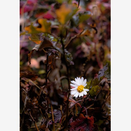 KotobukiPhotosが撮影した「:albumName」の写真